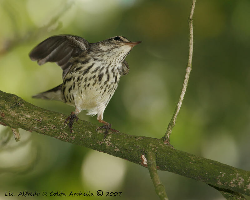 Northern Waterthrush