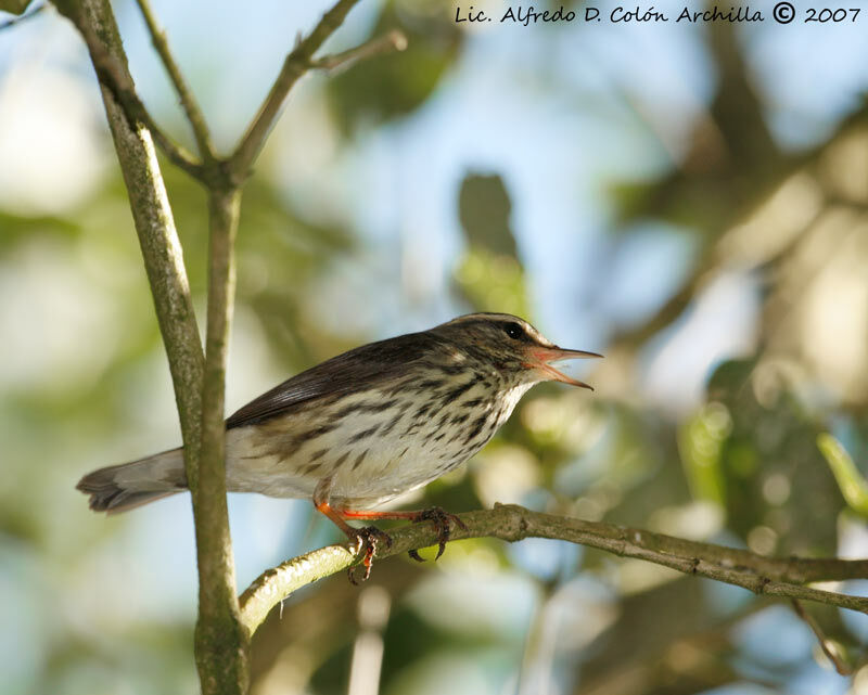 Paruline des ruisseaux