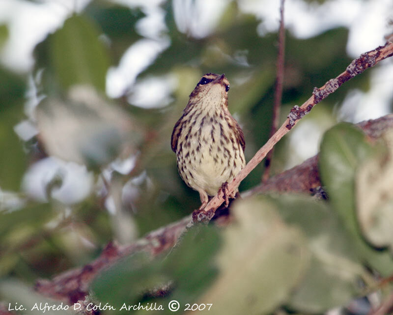 Paruline des ruisseaux