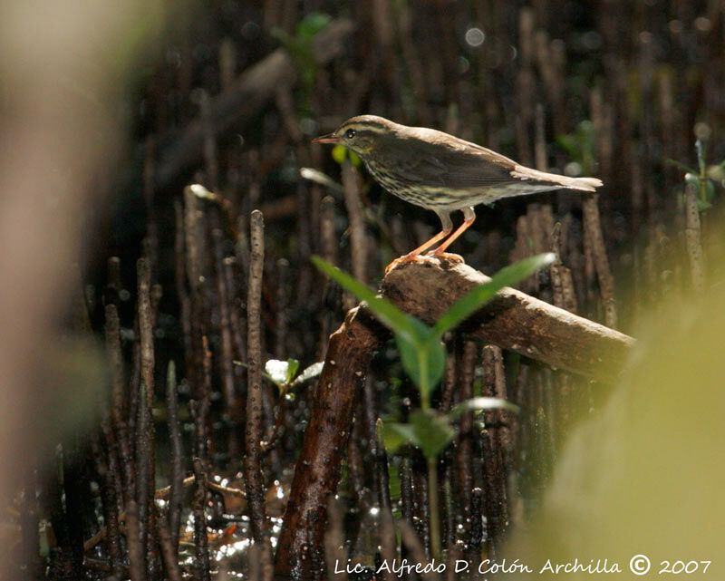 Paruline des ruisseaux