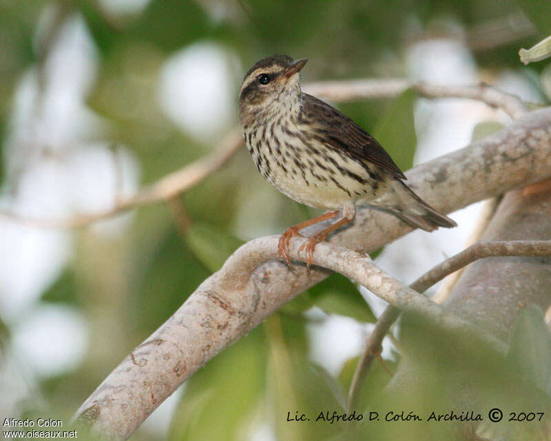 Northern Waterthrush