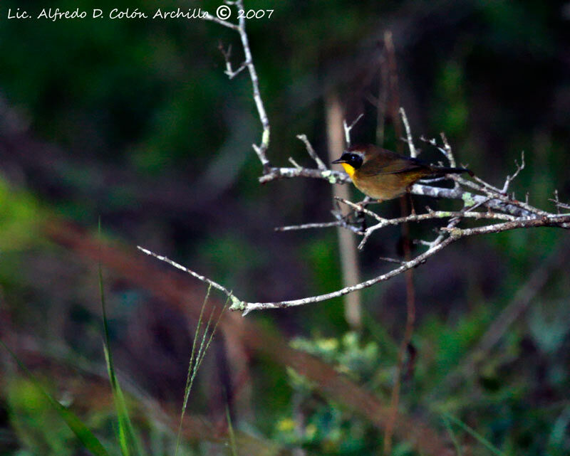 Common Yellowthroat male adult