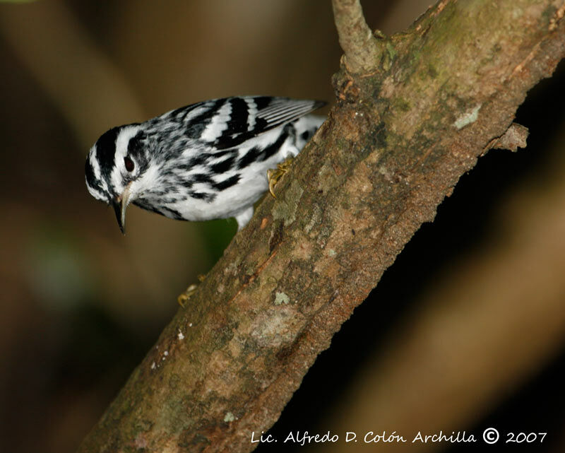 Black-and-white Warbler