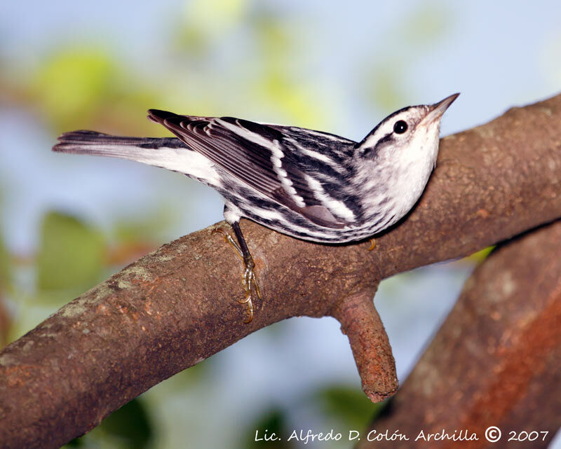 Paruline noir et blanc