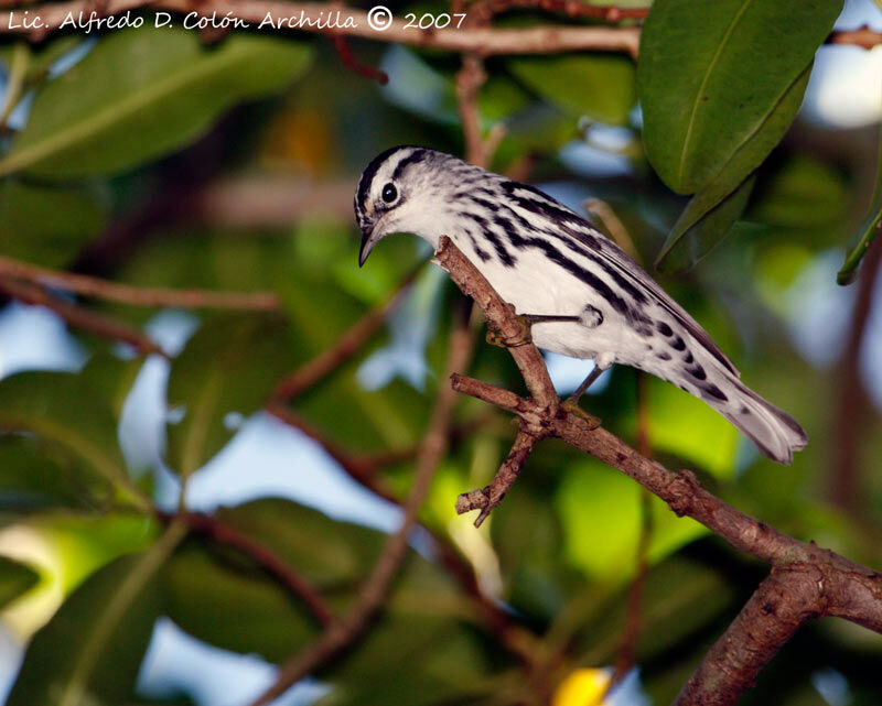 Black-and-white Warbler