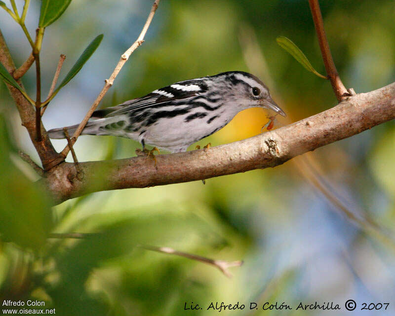 Paruline noir et blanc mâle 1ère année, régime