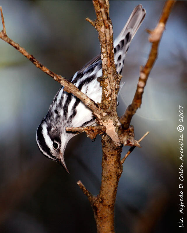 Black-and-white Warbler