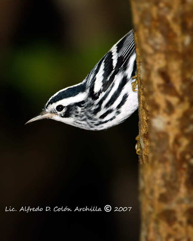 Paruline noir et blanc mâle