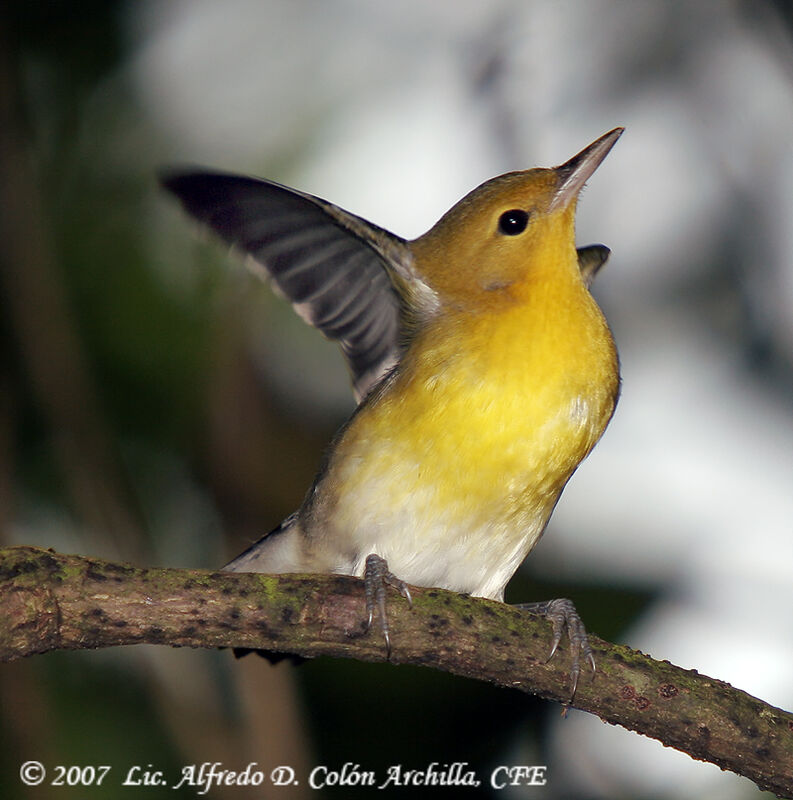 Prothonotary Warbler