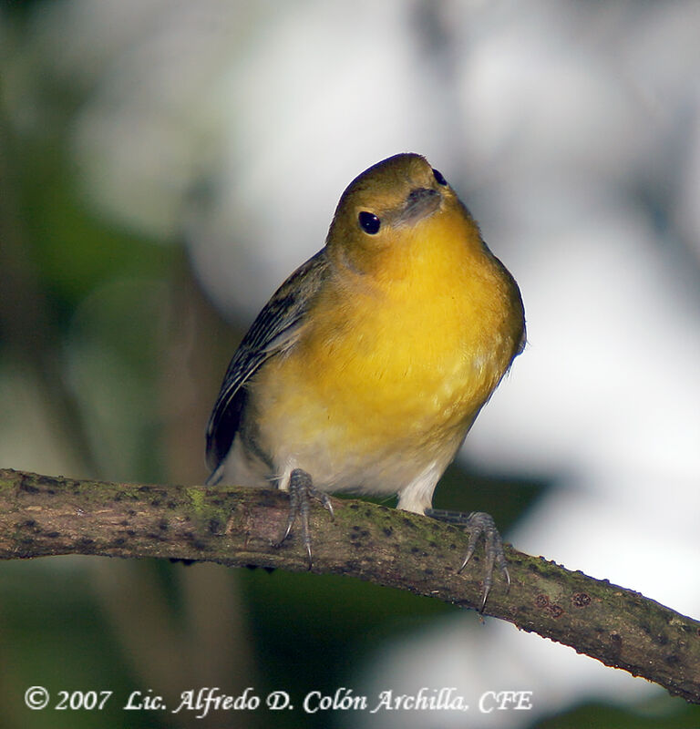 Prothonotary Warbler