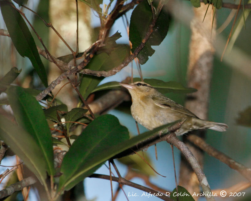 Worm-eating Warbler