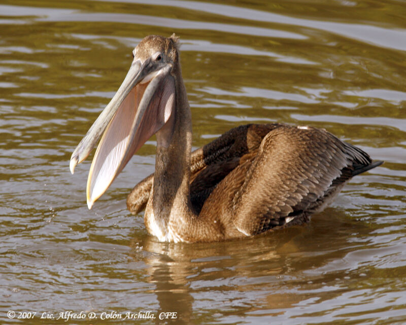 Brown Pelican