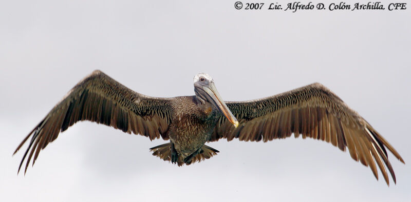 Brown Pelican