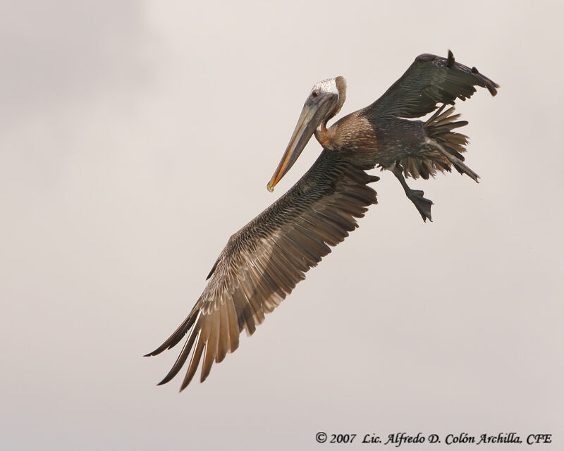 Brown Pelican