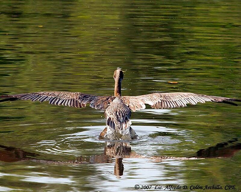 Brown Pelican