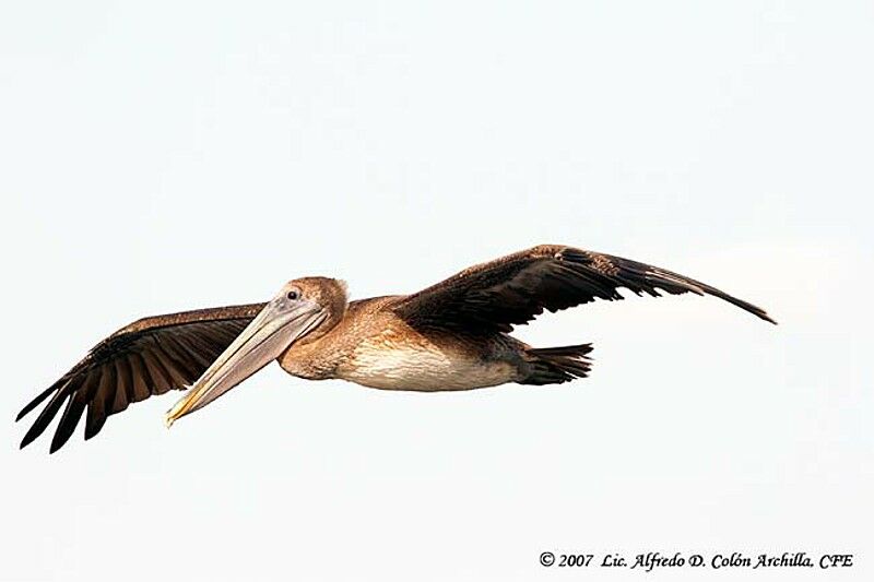 Brown Pelican