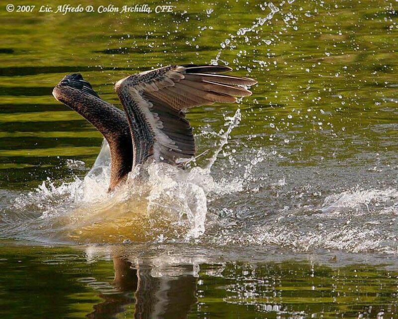 Brown Pelican