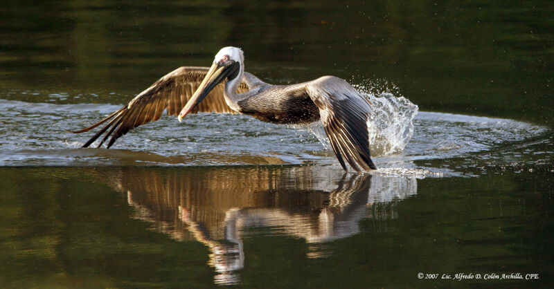 Brown Pelican