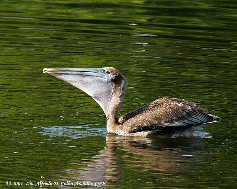 Brown Pelican