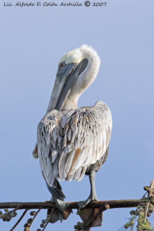 Brown Pelican