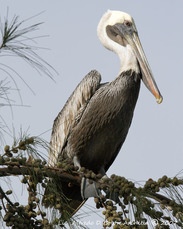 Brown Pelican