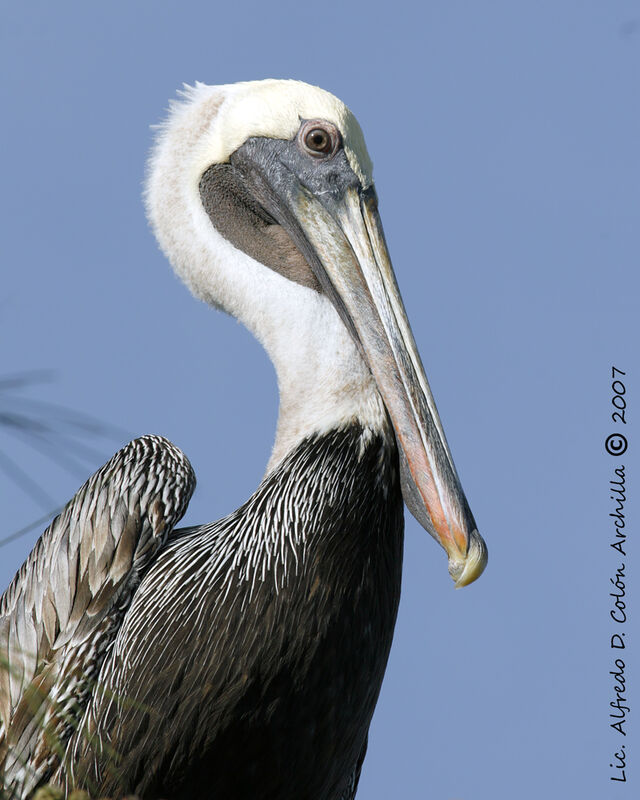 Brown Pelican