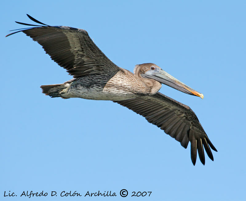 Brown Pelican