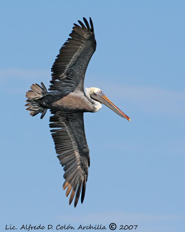 Brown Pelican