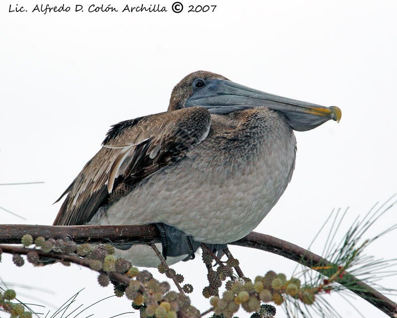 Brown Pelican