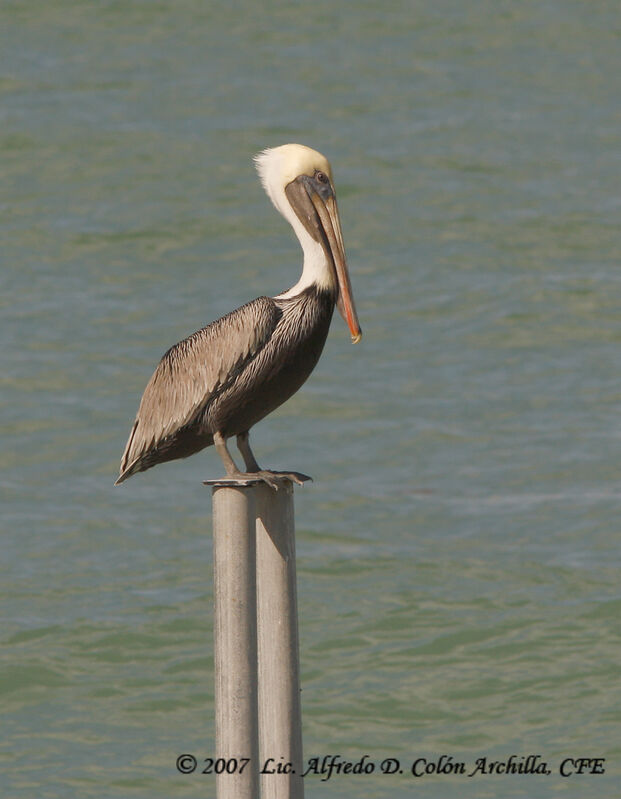 Brown Pelican