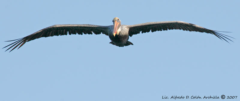 Brown Pelican