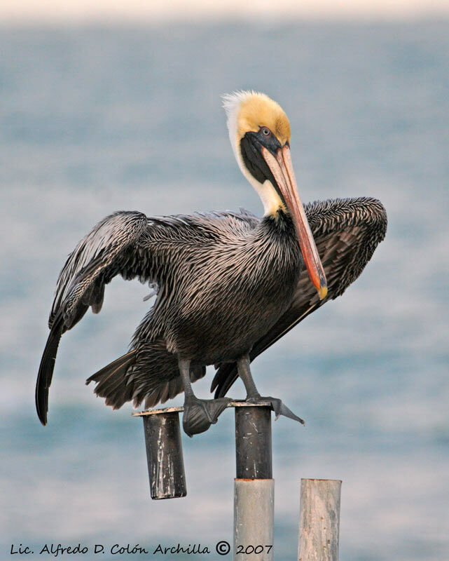 Brown Pelican