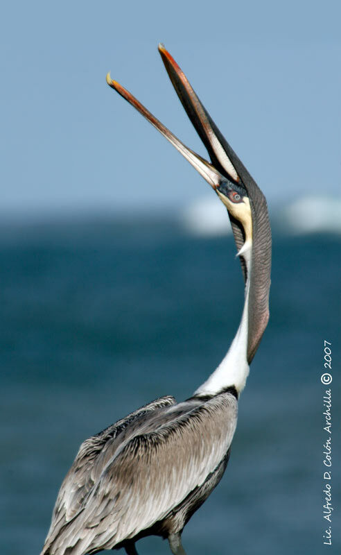 Brown Pelican