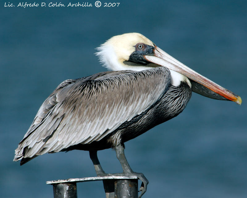 Brown Pelican