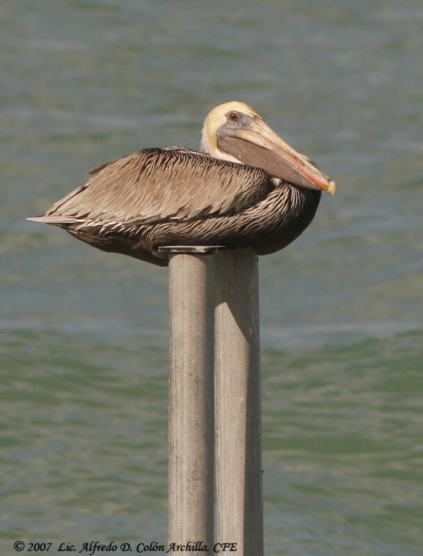 Brown Pelican