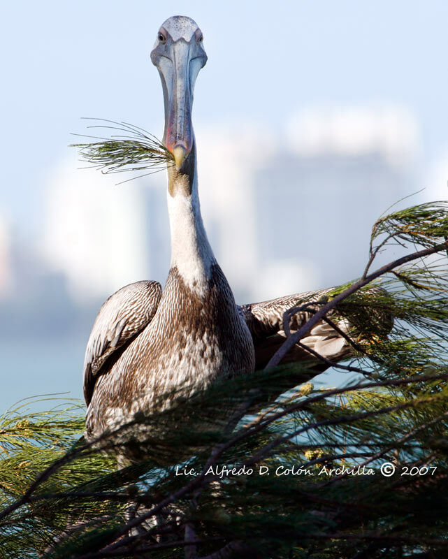 Brown Pelican