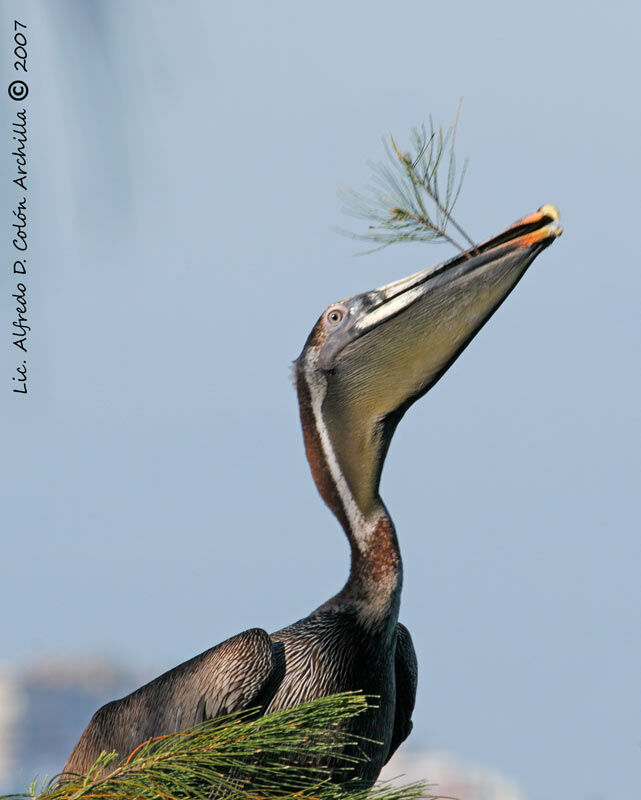 Brown Pelican