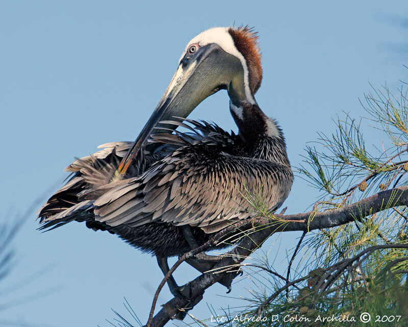 Brown Pelican