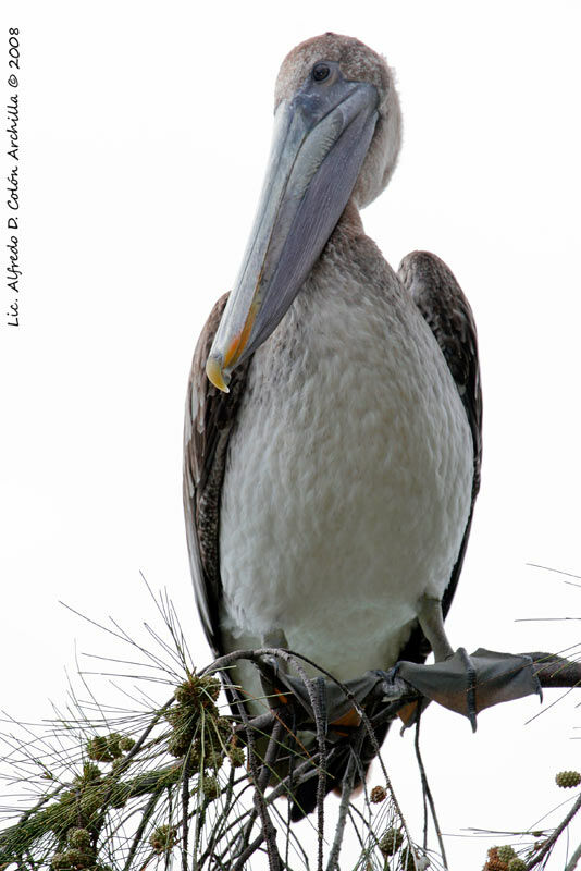 Pélican brunimmature