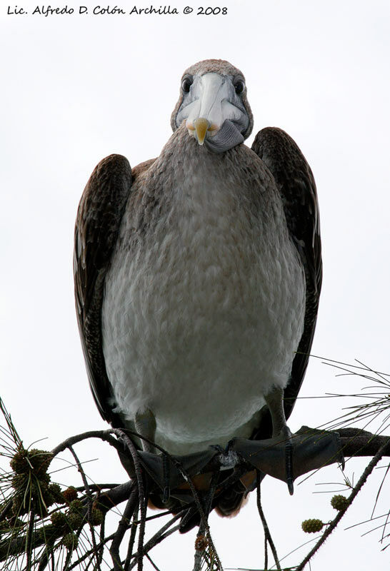 Brown Pelicanimmature