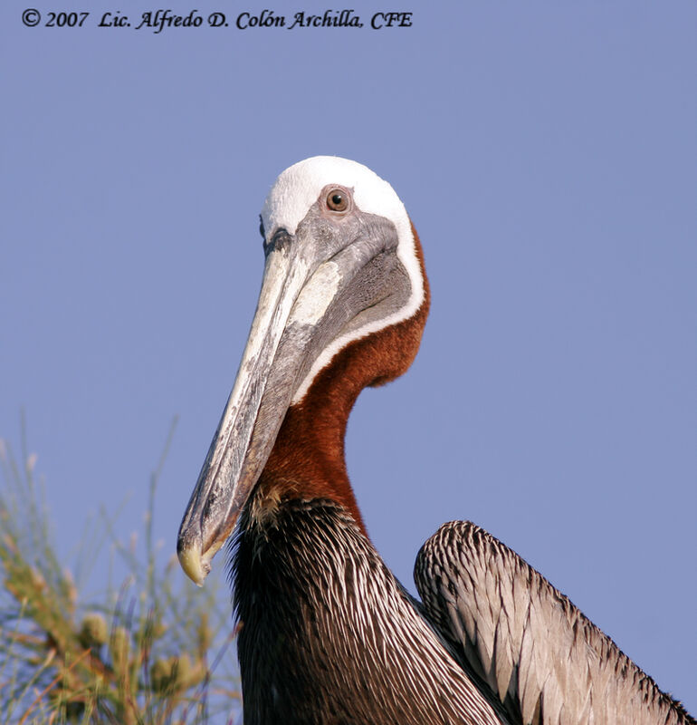 Brown Pelican