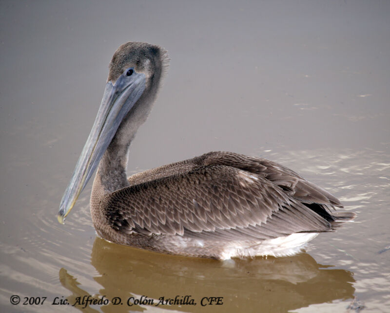 Brown Pelicanadult