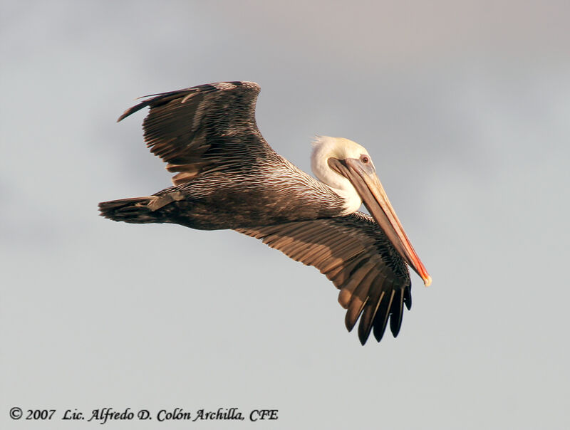 Brown Pelican