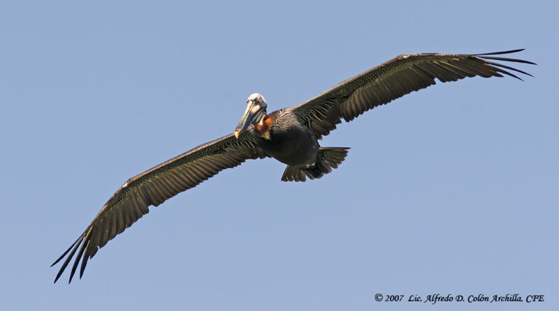 Brown Pelican