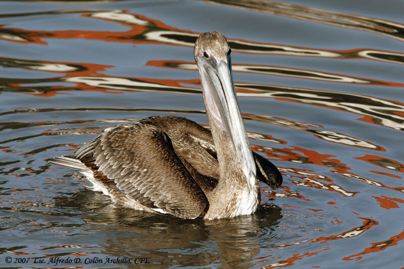 Brown Pelican