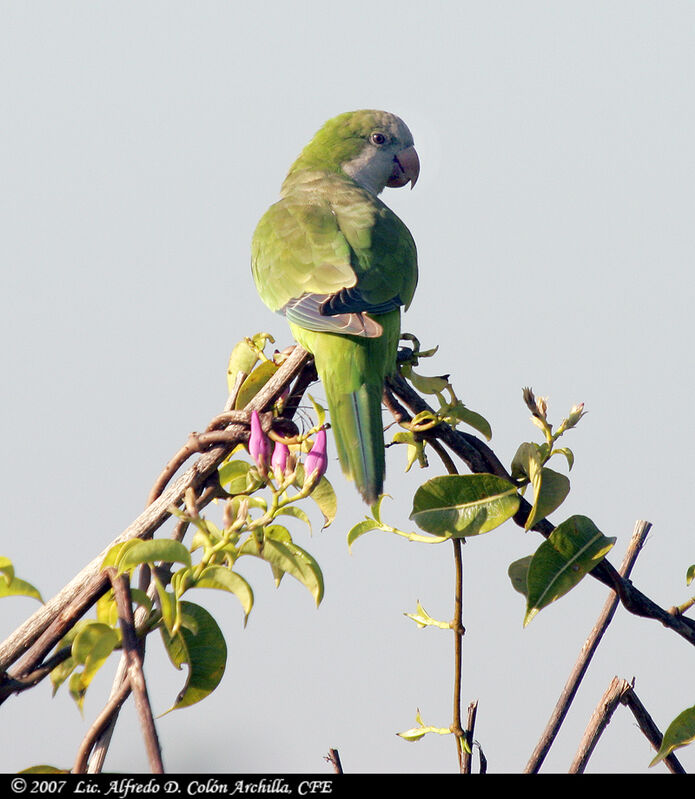 Monk Parakeet