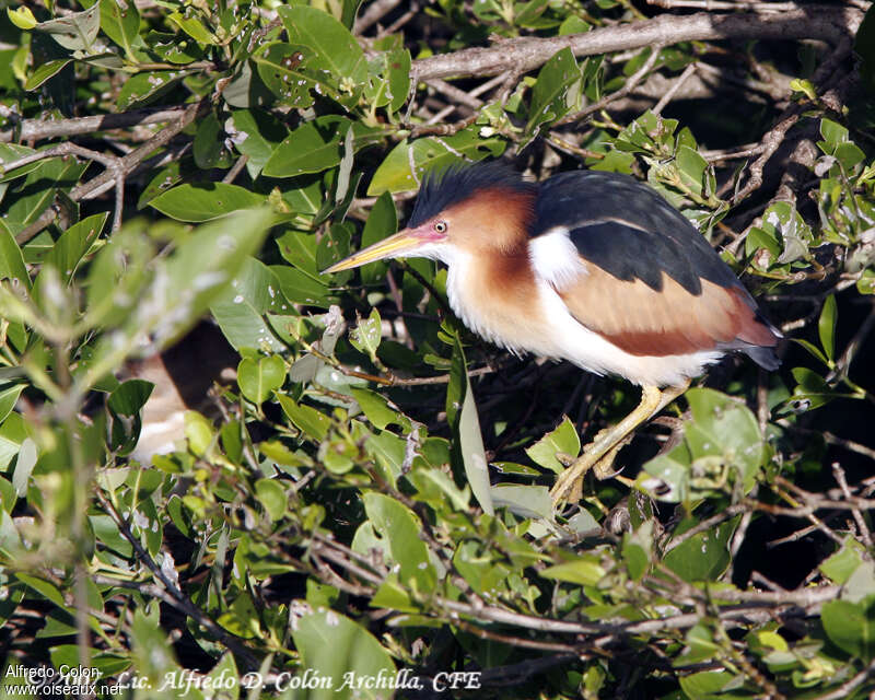 Least Bittern male adult, identification