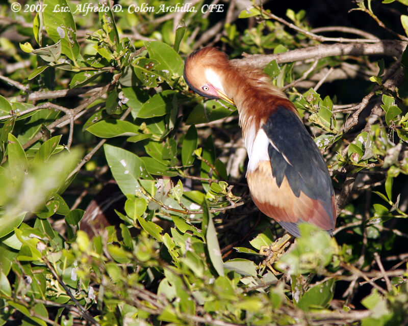 Least Bittern male