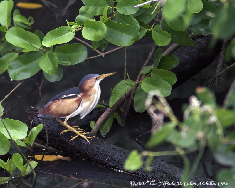 Least Bittern male