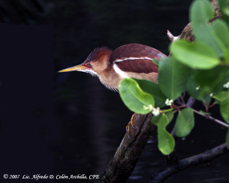 Least Bittern